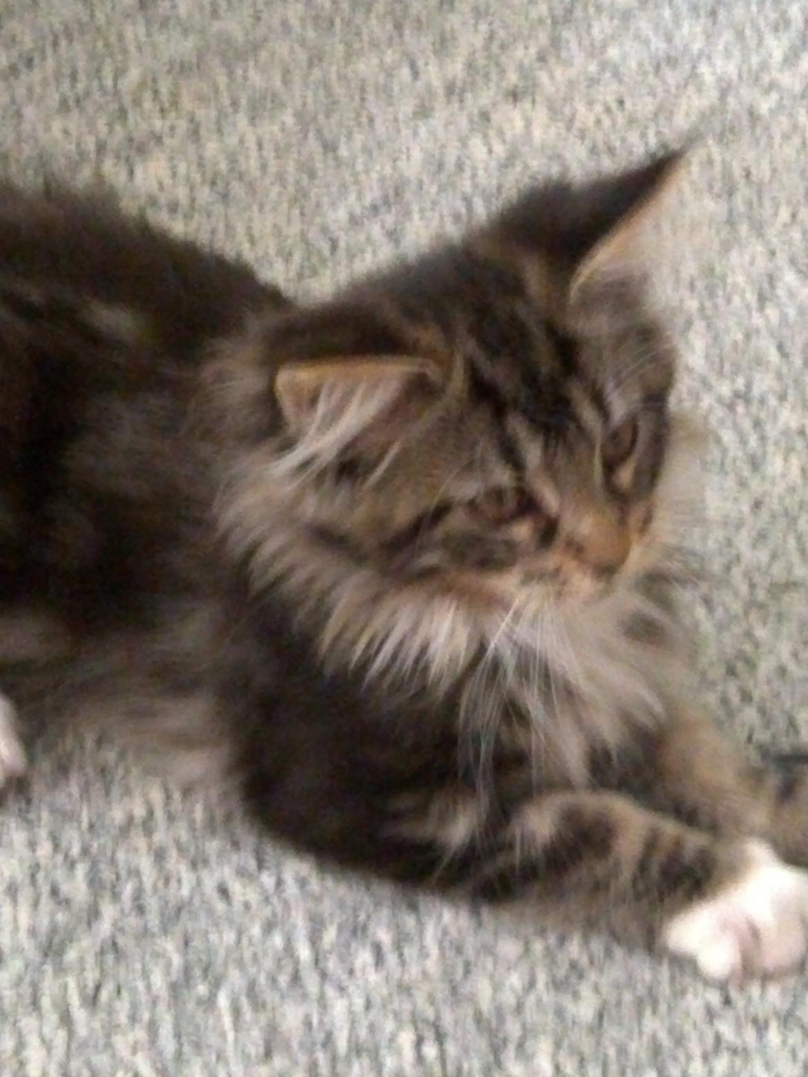 Maine Coon Duchess billede 4