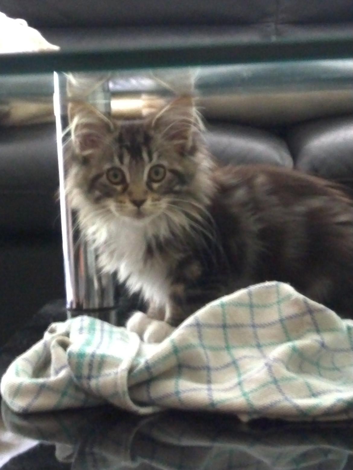 Maine Coon Duchess billede 5