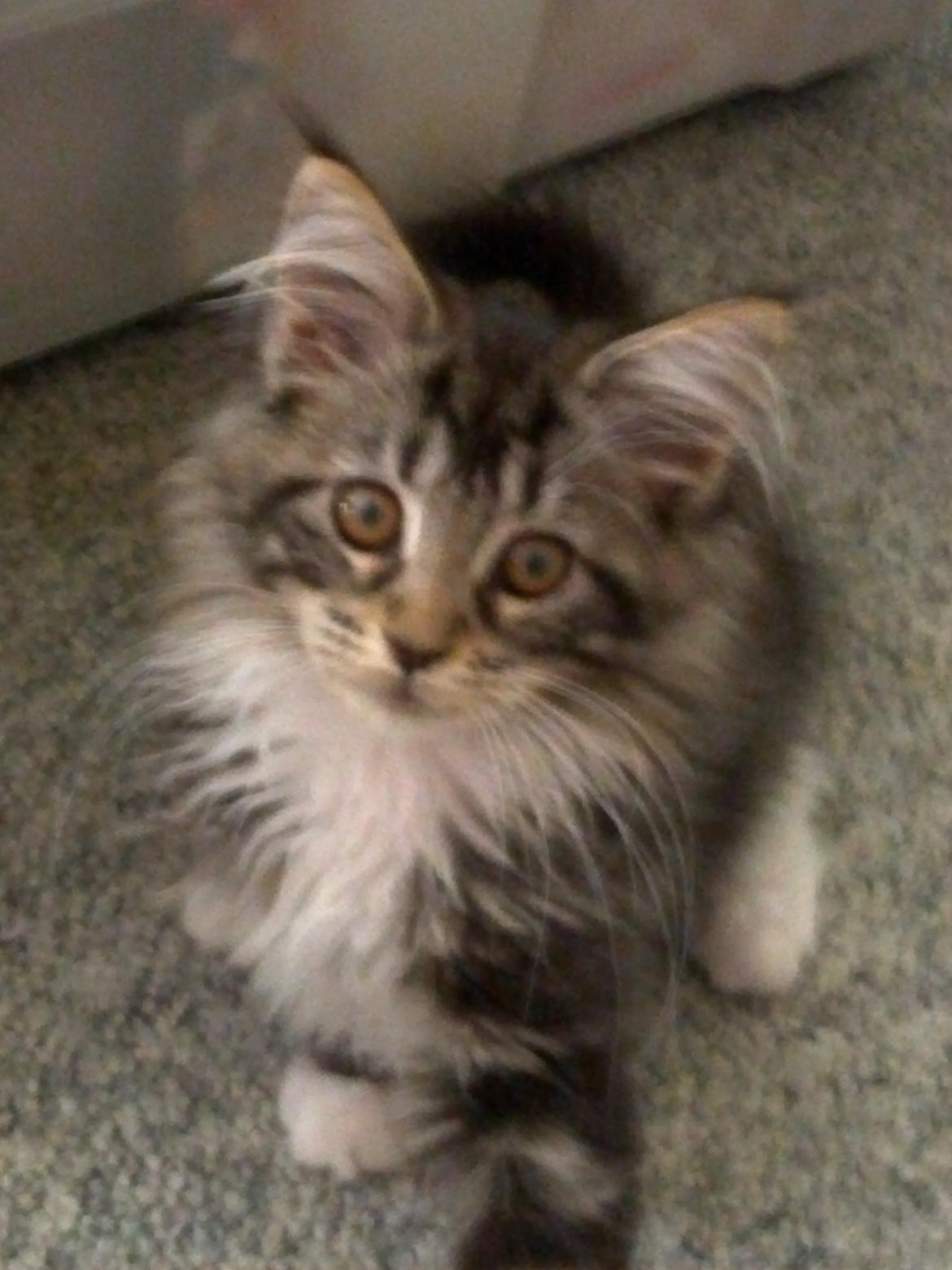 Maine Coon Duchess billede 6