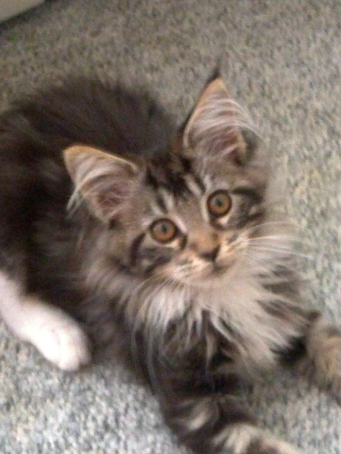 Maine Coon Duchess billede 7