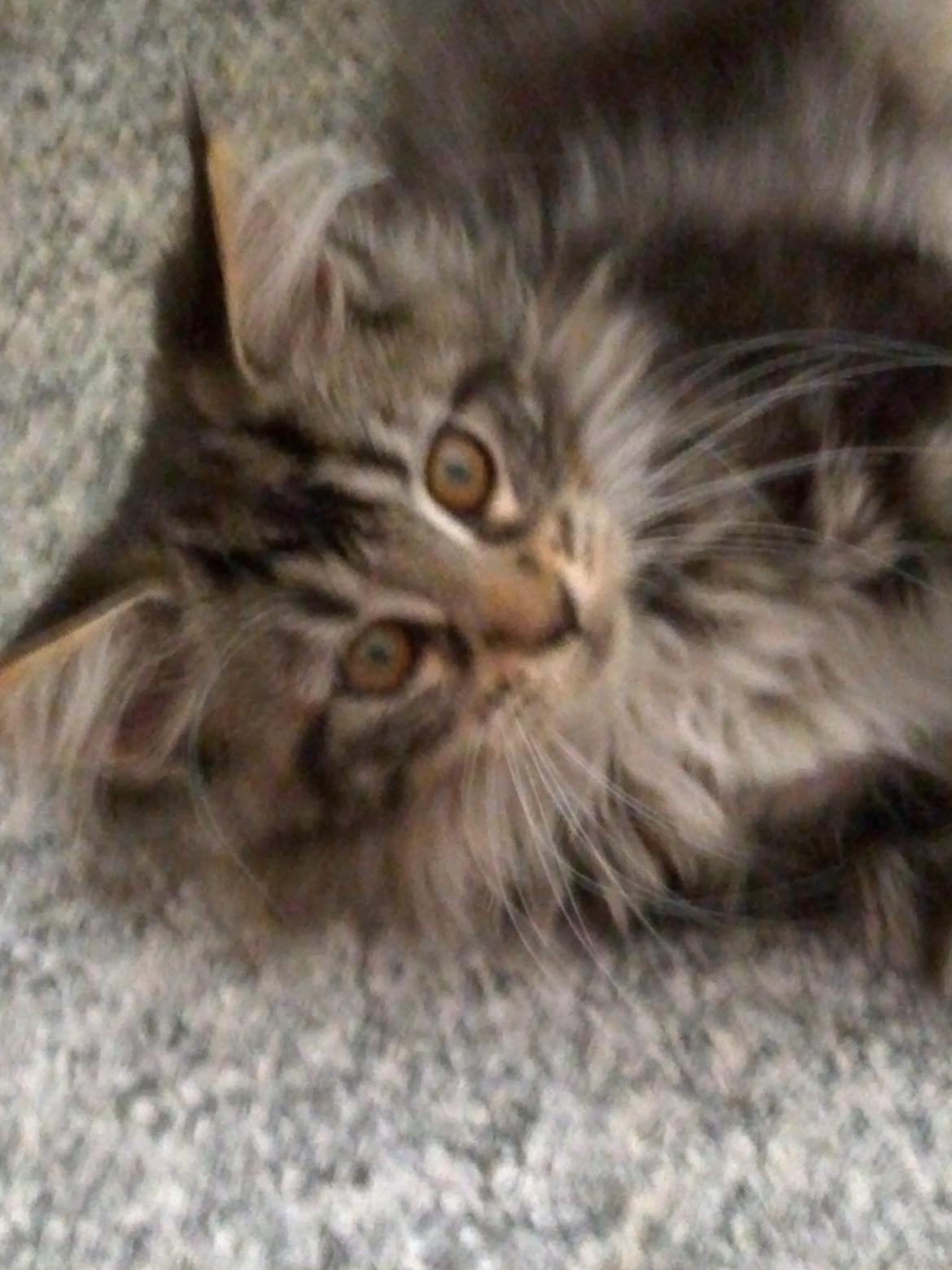 Maine Coon Duchess billede 8