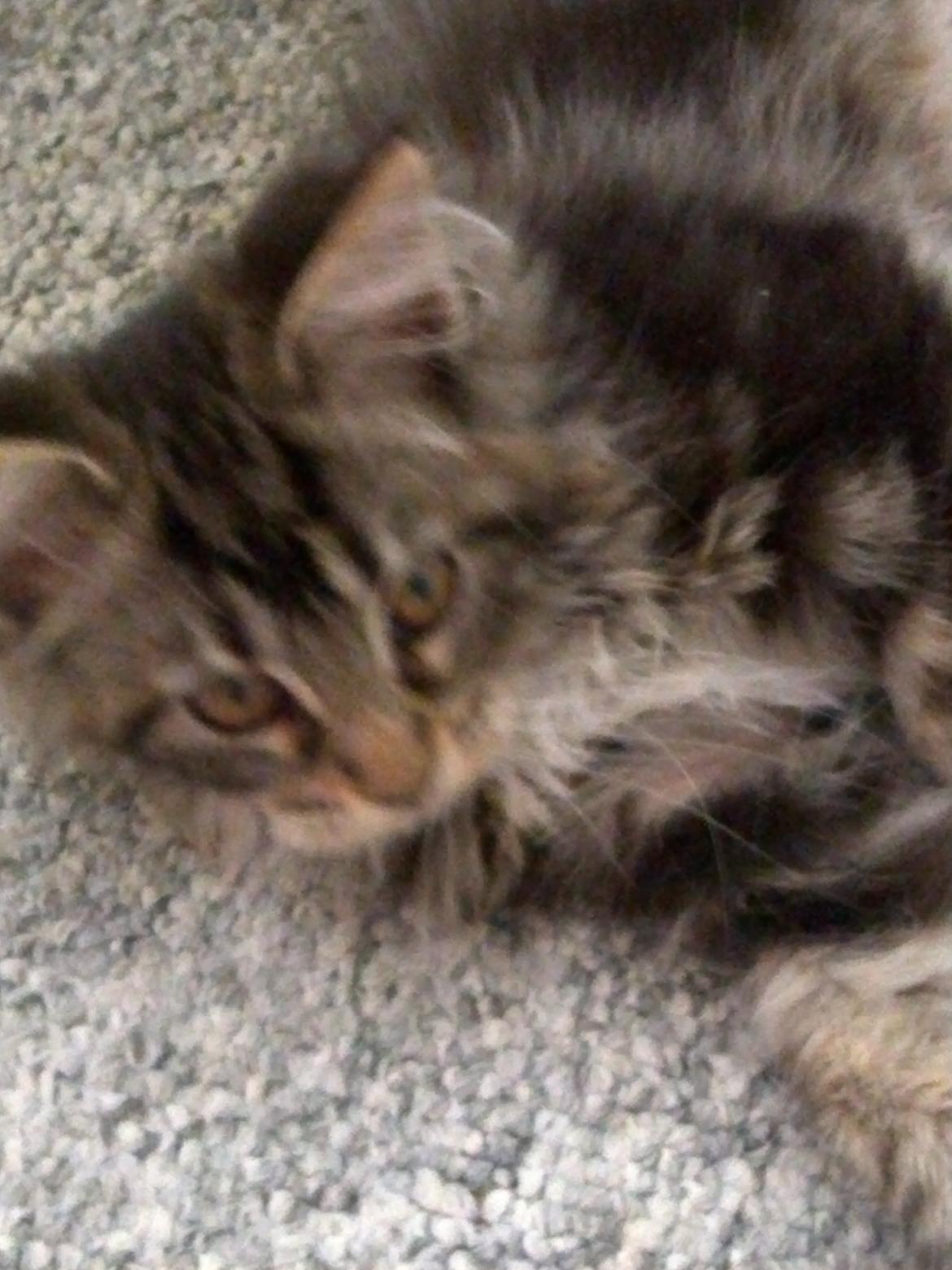 Maine Coon Duchess billede 9