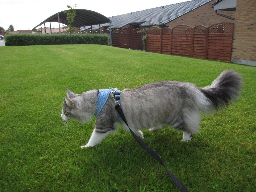 Norsk Skovkat DK*Harmakhet's Krudttønde billede 2