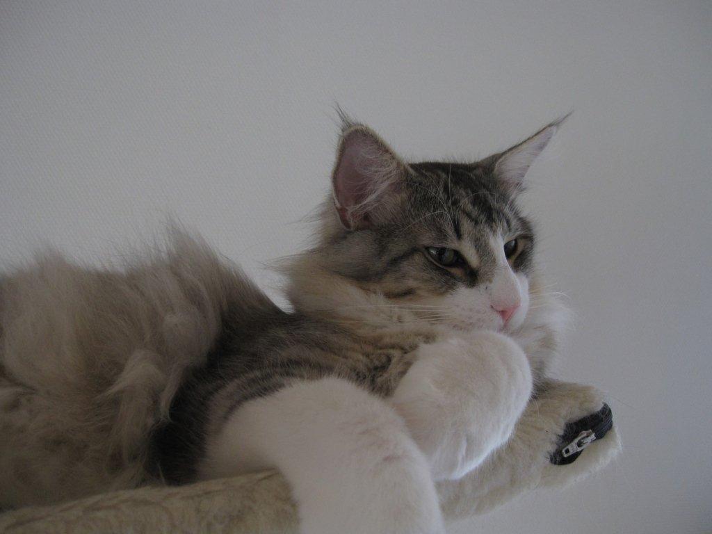 Norsk Skovkat DK*Harmakhet's Krudttønde billede 3