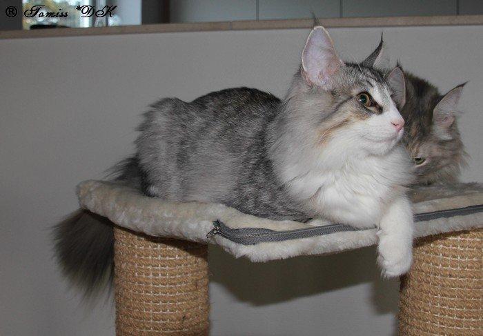 Norsk Skovkat DK*Harmakhet's Krudttønde billede 4