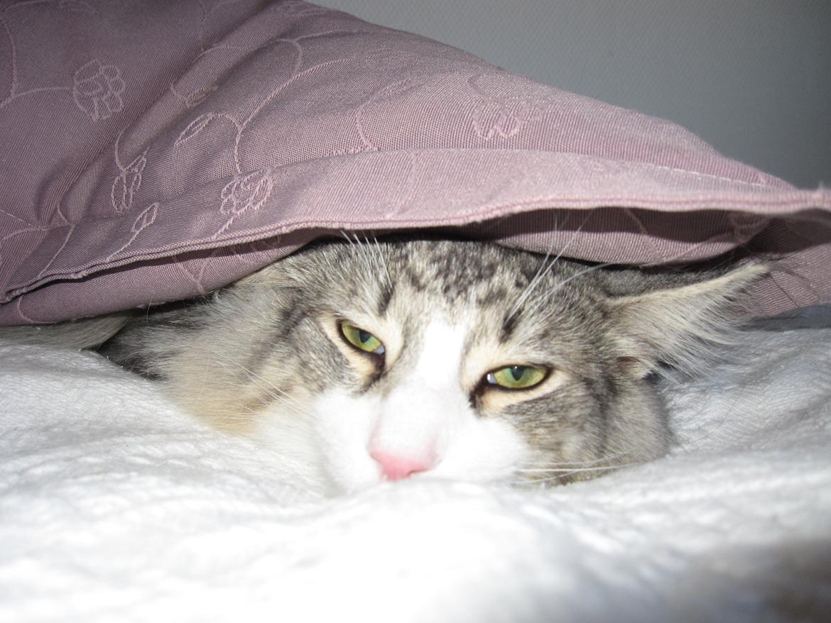 Norsk Skovkat DK*Harmakhet's Krudttønde billede 5