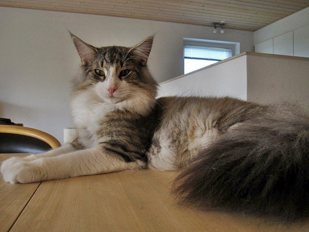 Norsk Skovkat DK*Harmakhet's Krudttønde billede 1