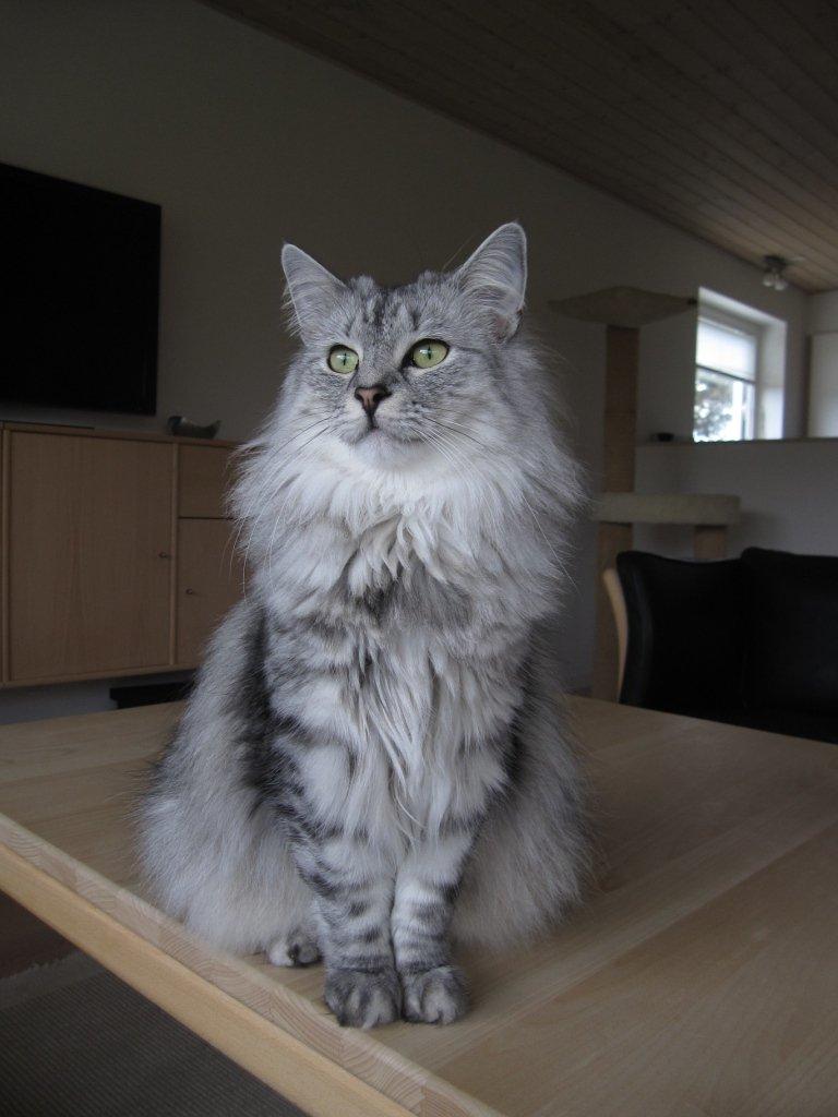 Norsk Skovkat DK Tomiss Noni billede 1