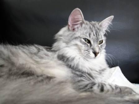 Norsk Skovkat DK Tomiss Noni billede 3