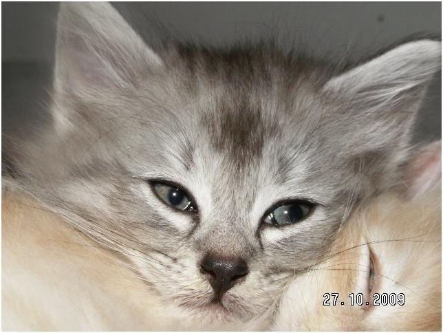 Norsk Skovkat DK Tomiss Noni billede 5