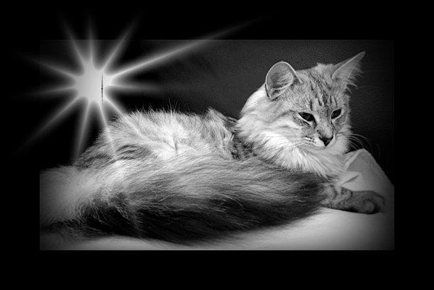 Norsk Skovkat DK Tomiss Noni billede 2