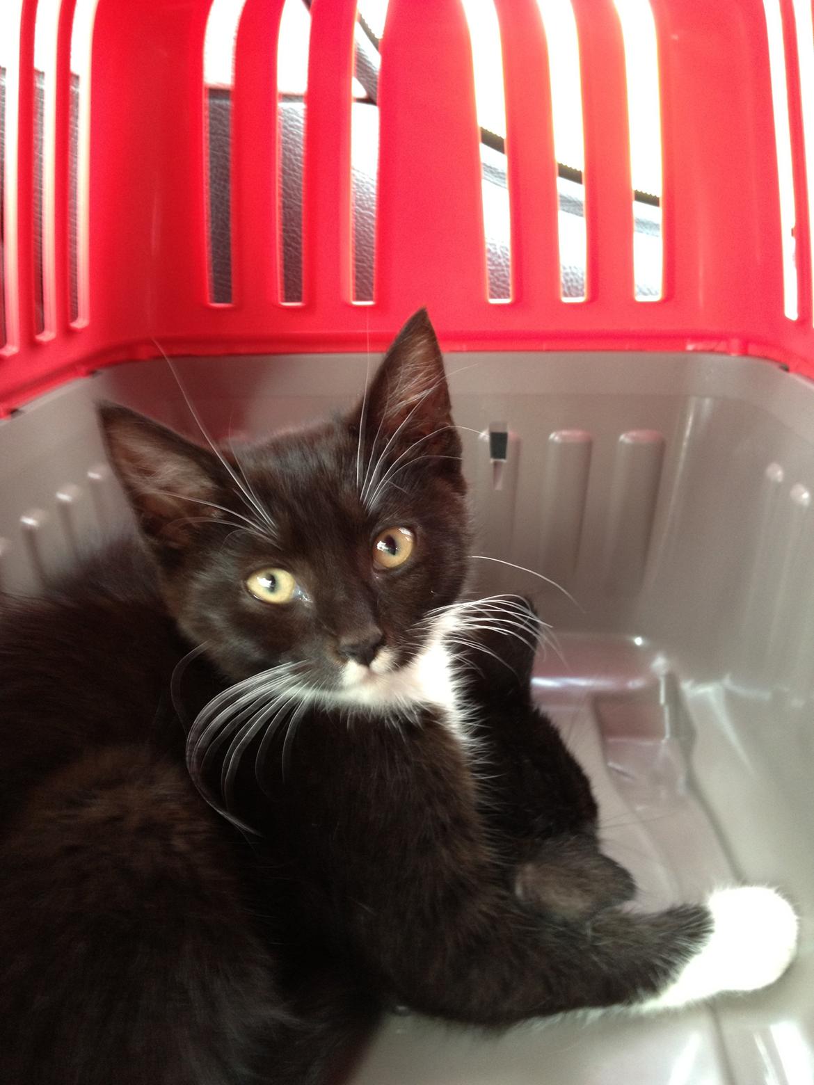 Blanding af racer Intet navn endnu billede 1