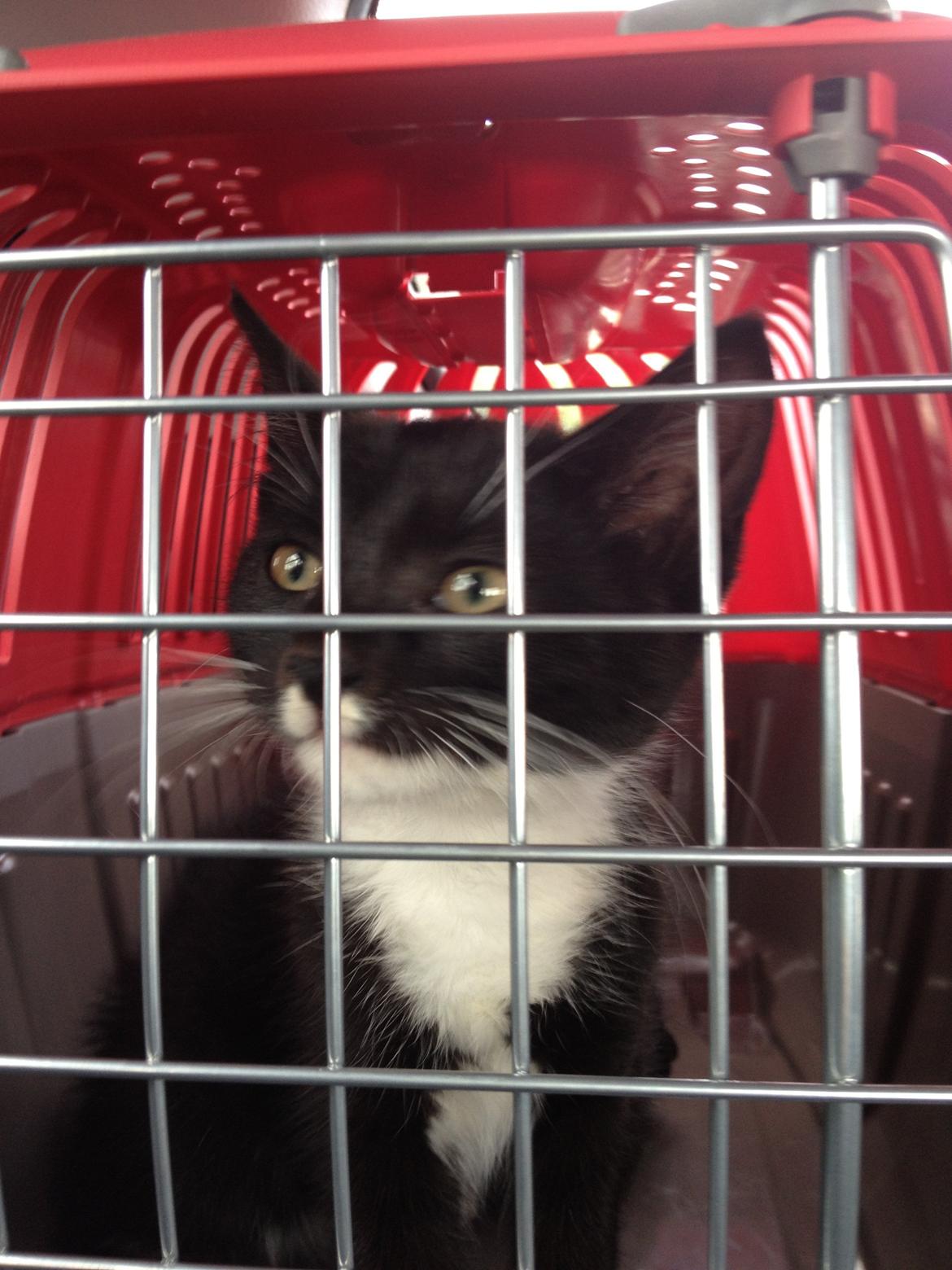 Blanding af racer Intet navn endnu billede 2