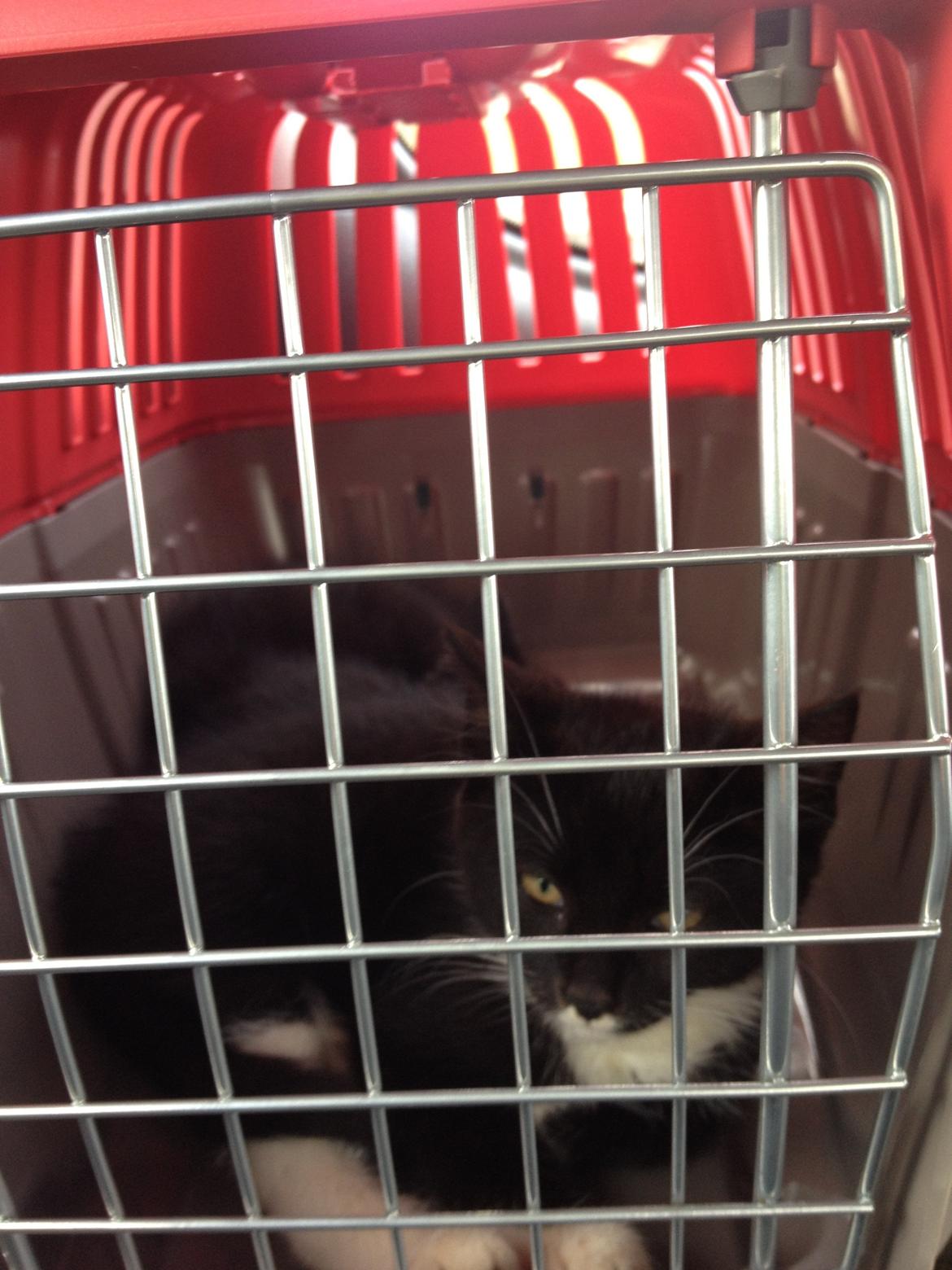 Blanding af racer Intet navn endnu billede 3