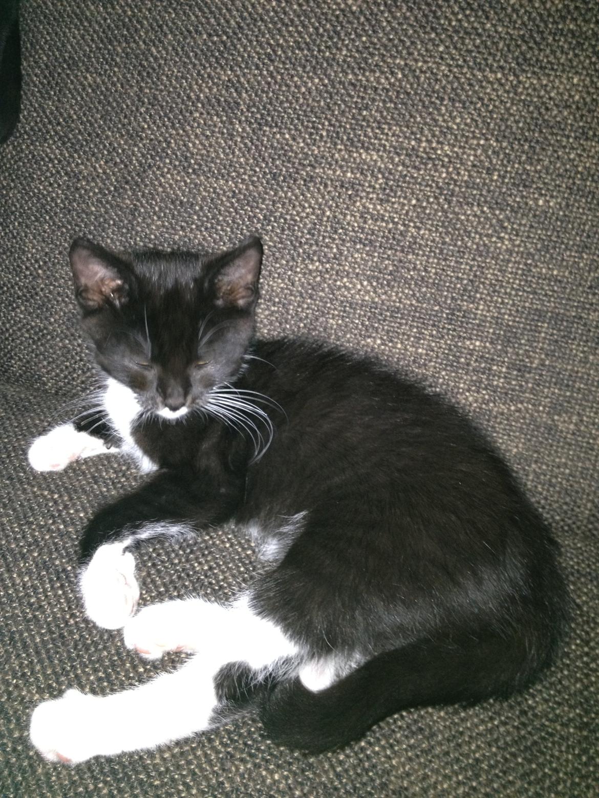 Blanding af racer Intet navn endnu billede 4