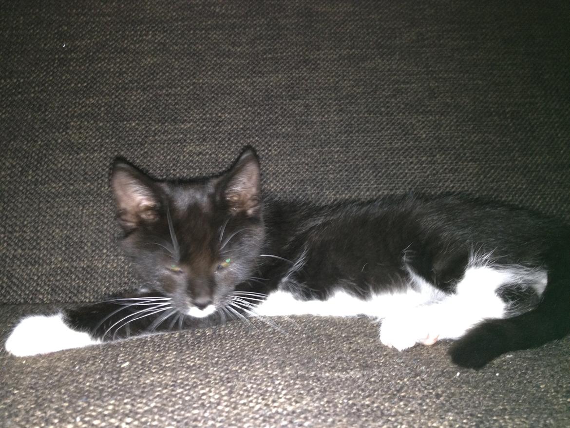 Blanding af racer Intet navn endnu billede 5