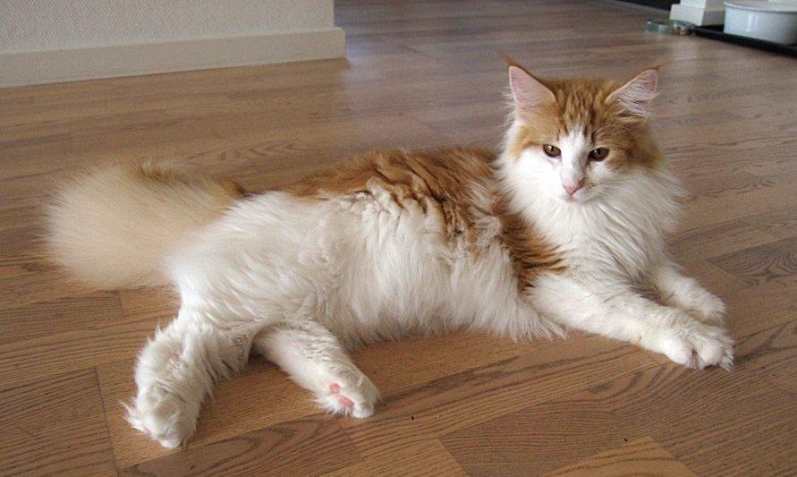 Norsk Skovkat DK*Nemador's Aurora billede 1