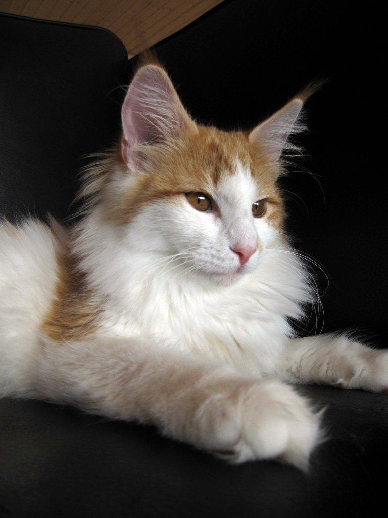 Norsk Skovkat DK*Nemador's Aurora billede 2