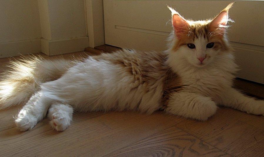 Norsk Skovkat DK*Nemador's Aurora billede 3