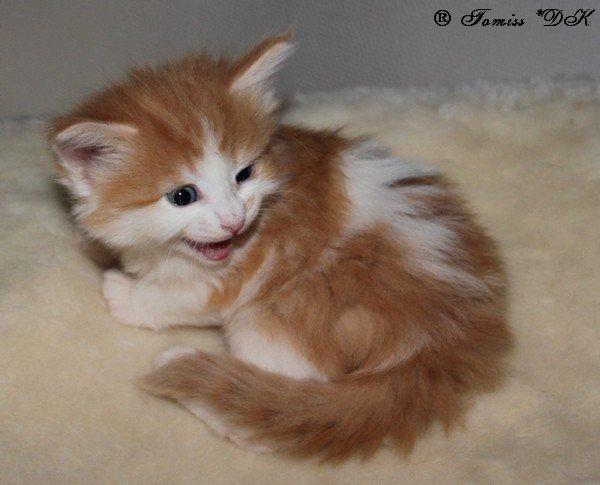 Norsk Skovkat DK*Nemador's Aurora billede 4