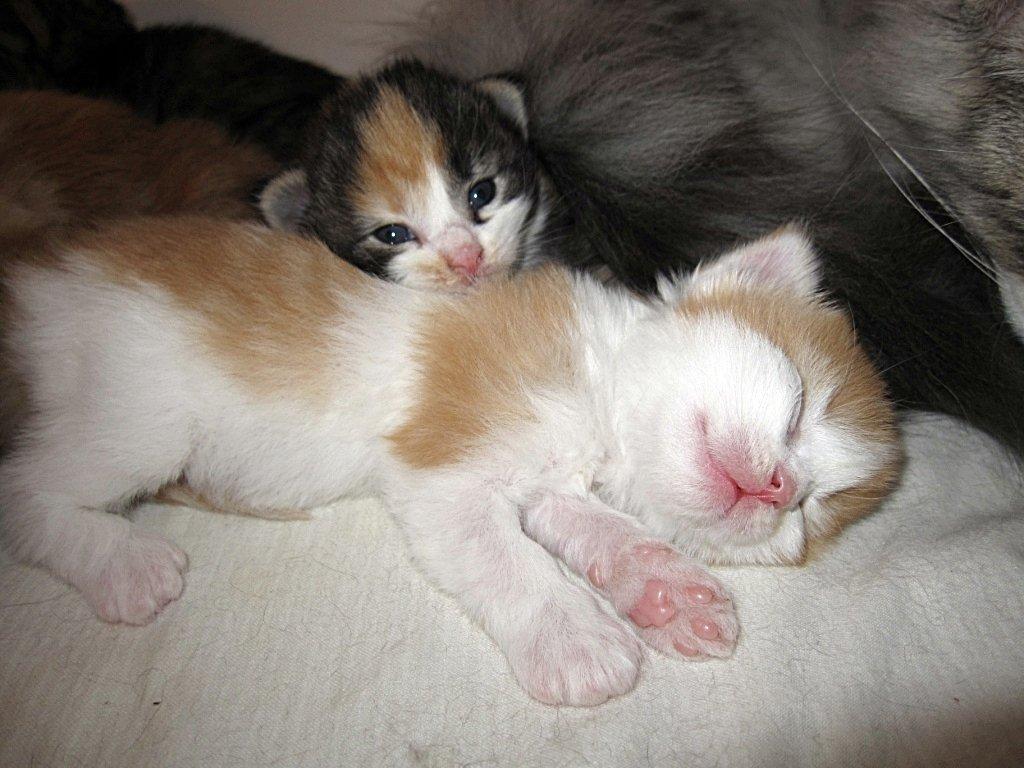 Norsk Skovkat DK*Nemador's Aurora billede 5