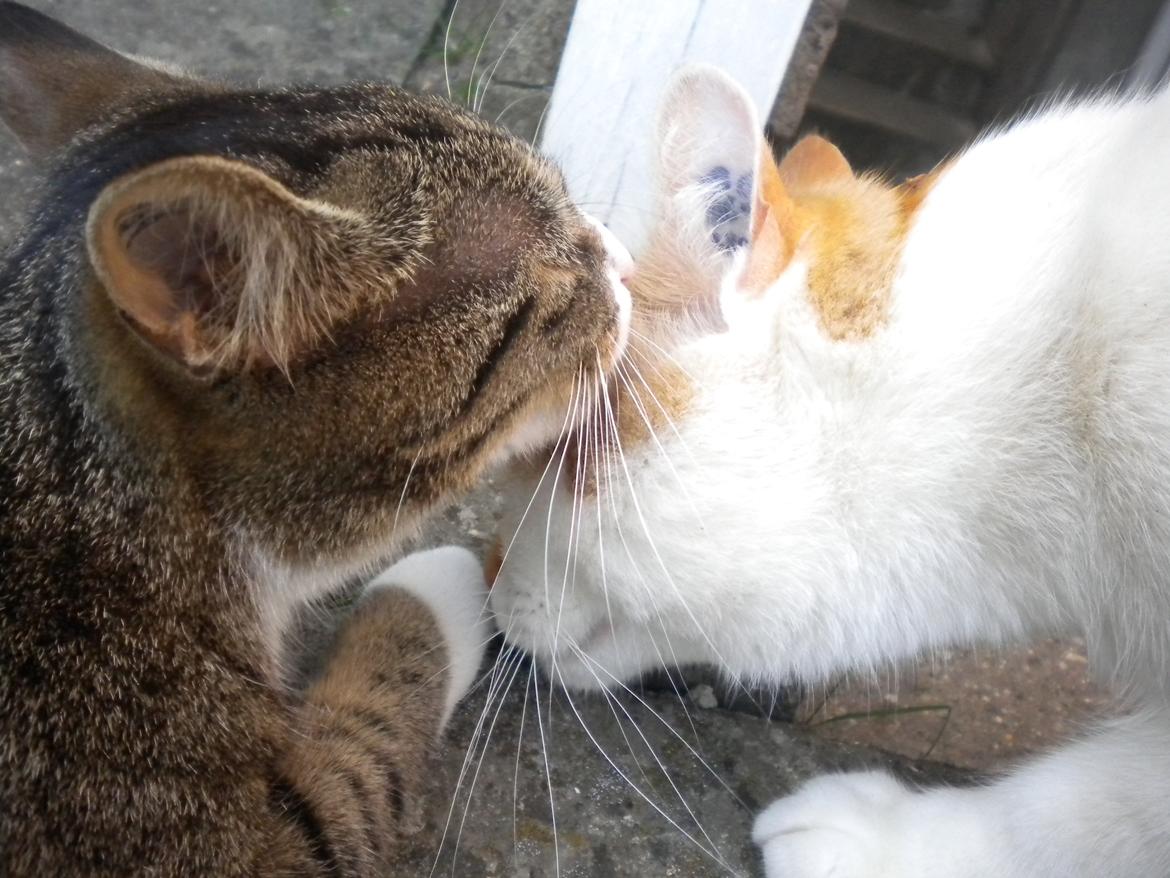 Huskat Katie † Sov sødt † - Katie og Felix :DDD billede 17