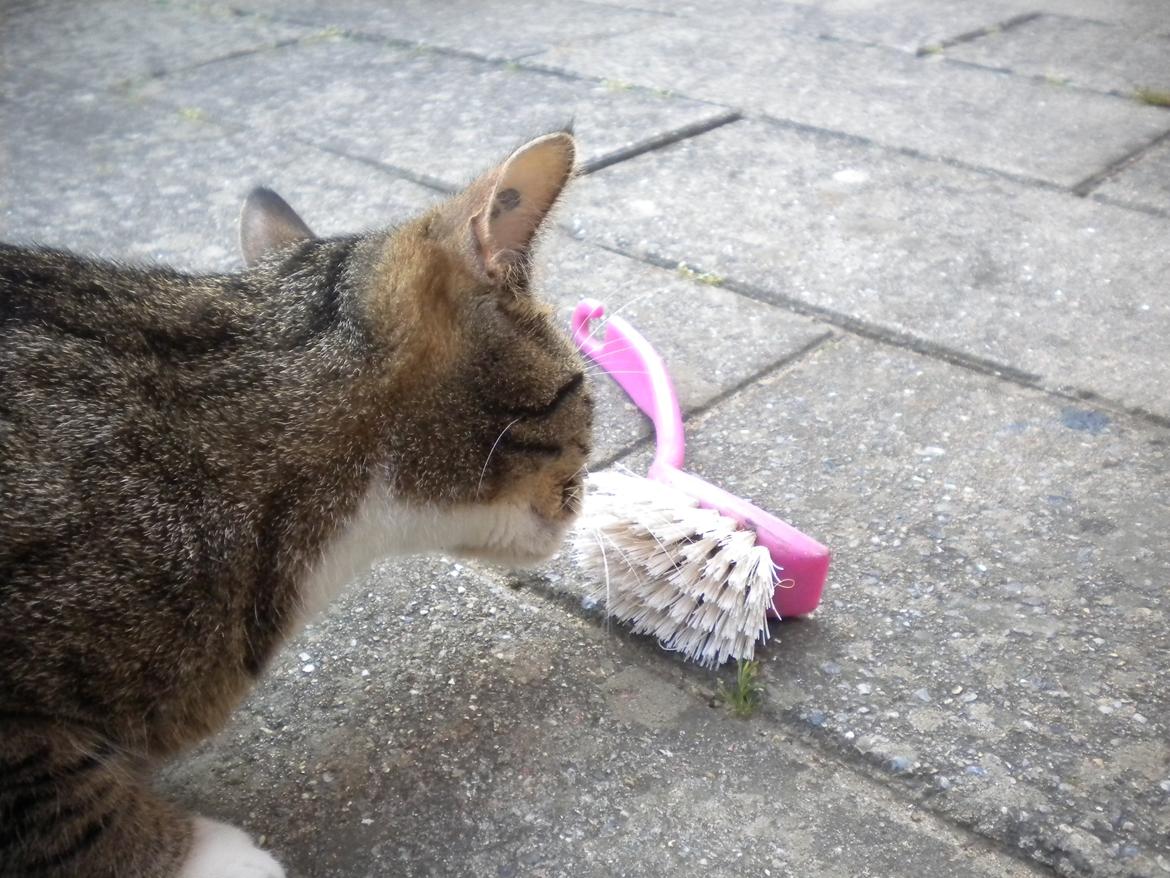 Huskat Katie † Sov sødt † billede 18