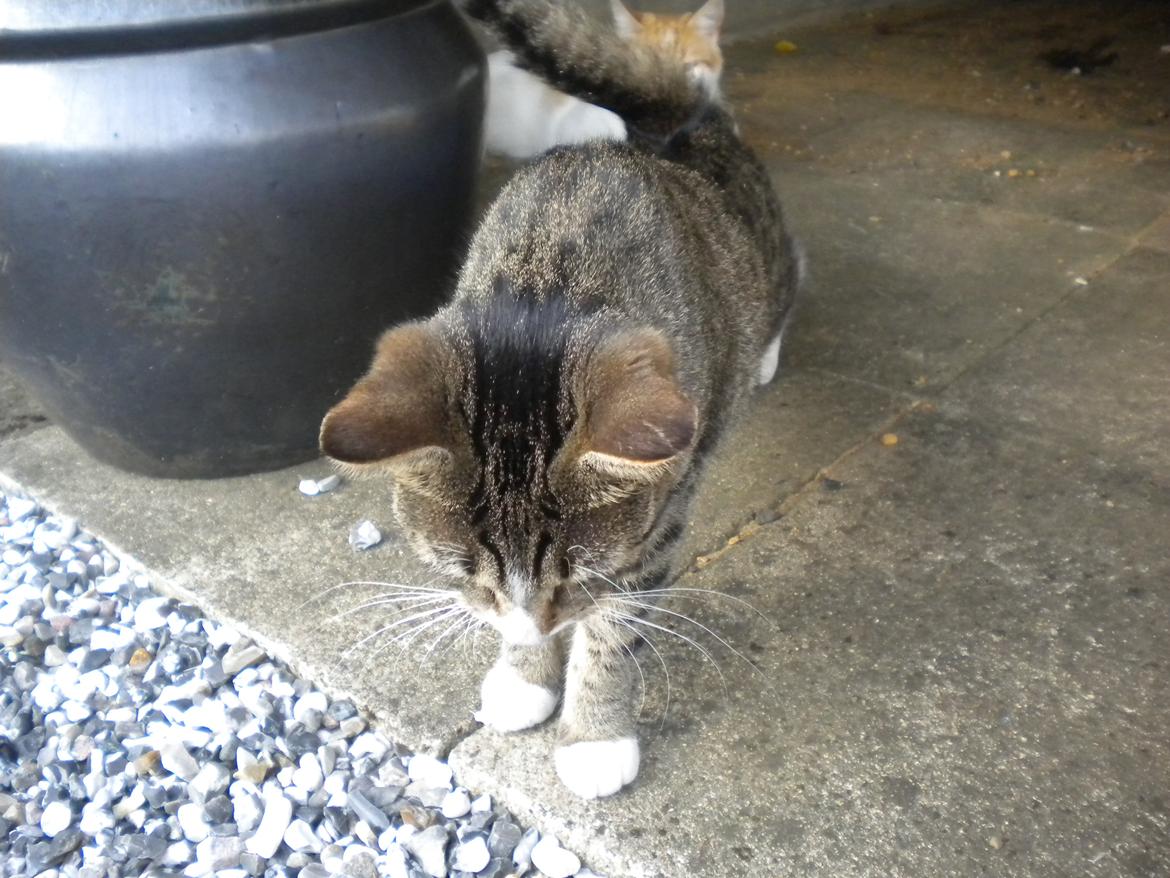 Huskat Katie † Sov sødt † billede 19