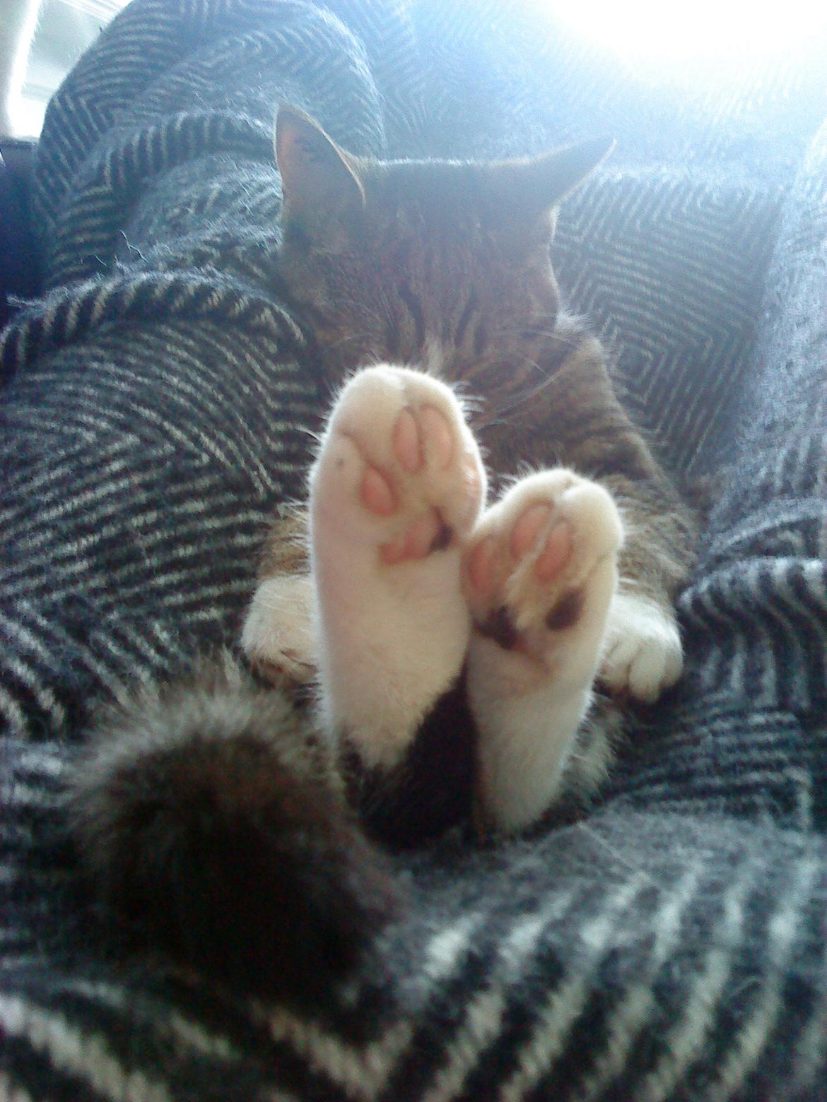 Huskat Katie † Sov sødt † billede 20