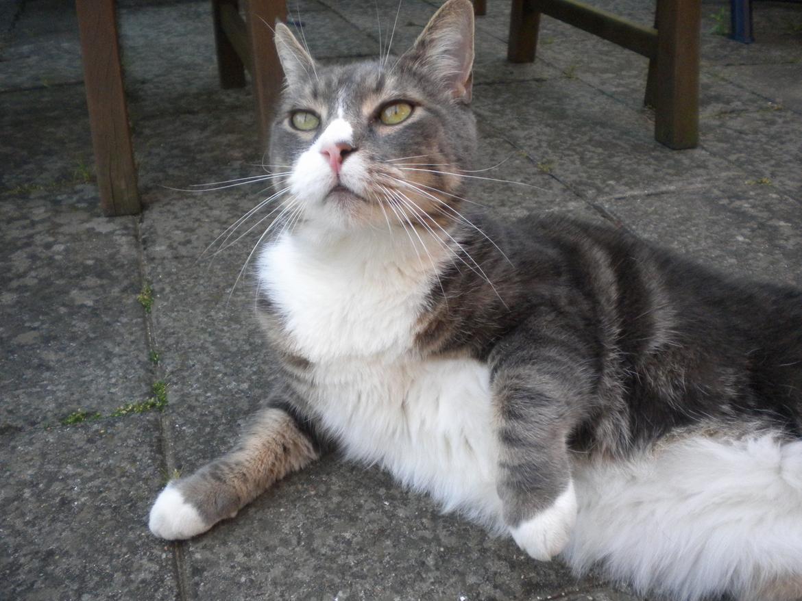 Blanding af racer Garfield (Gaffer) billede 2