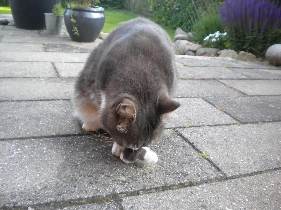 Blanding af racer Garfield (Gaffer) billede 3