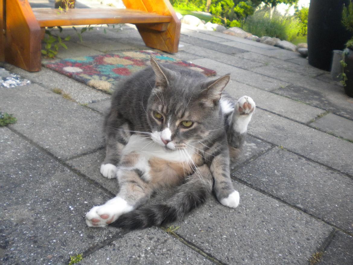 Blanding af racer Garfield (Gaffer) billede 4