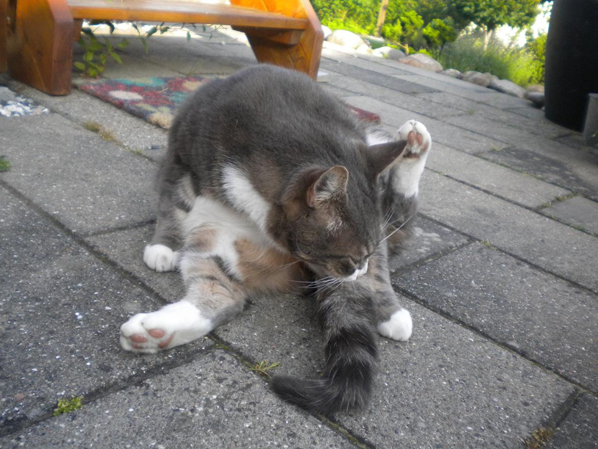 Blanding af racer Garfield (Gaffer) billede 5