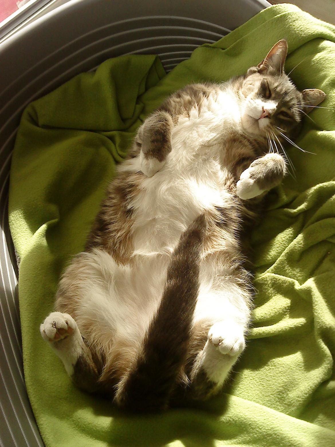 Blanding af racer Garfield (Gaffer) billede 6