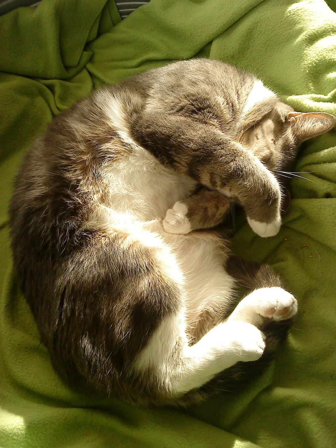 Blanding af racer Garfield (Gaffer) billede 7