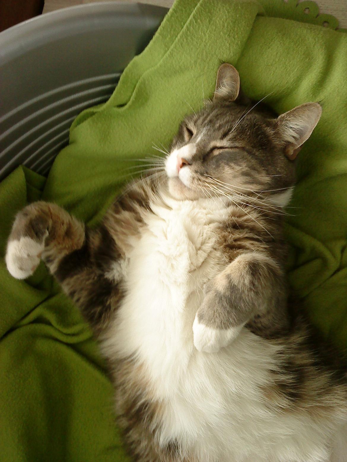 Blanding af racer Garfield (Gaffer) billede 8