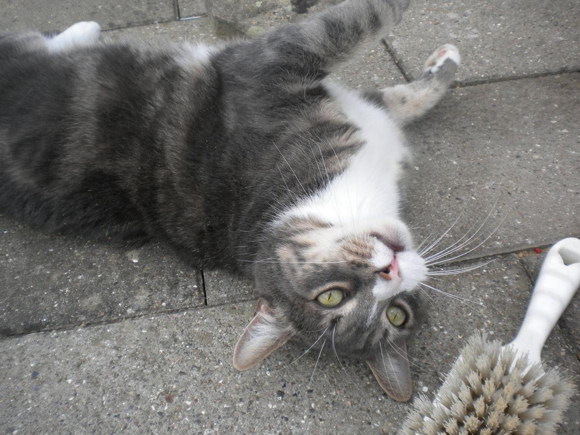 Blanding af racer Garfield (Gaffer) billede 9