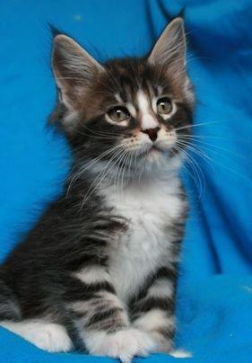 Maine Coon Dk. Boromir Secret Lover billede 2