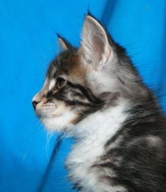 Maine Coon Dk. Boromir Secret Lover billede 4