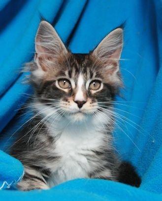 Maine Coon Dk. Boromir Secret Lover billede 5