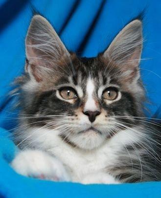 Maine Coon Dk. Boromir Secret Lover billede 6