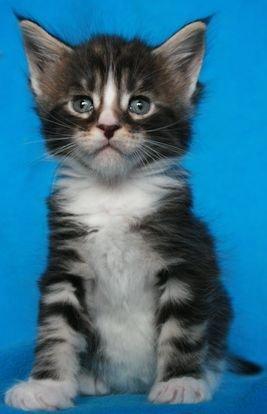 Maine Coon Dk. Boromir Secret Lover billede 8