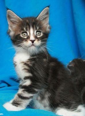 Maine Coon Dk. Boromir Secret Lover billede 11