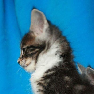 Maine Coon Dk. Boromir Secret Lover billede 12