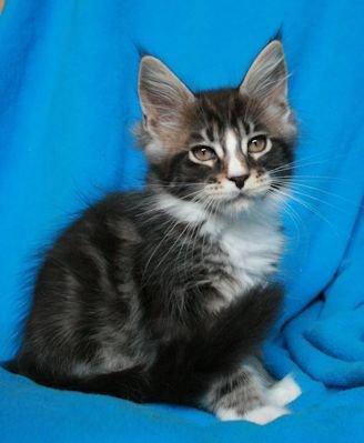 Maine Coon Dk. Boromir Secret Lover billede 15