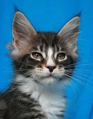 Maine Coon Dk. Boromir Secret Lover billede 16