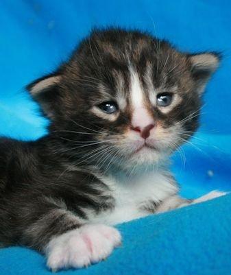 Maine Coon Dk. Boromir Secret Lover billede 18