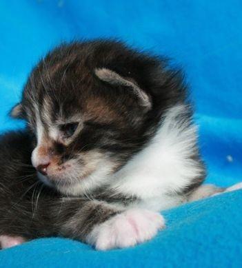 Maine Coon Dk. Boromir Secret Lover billede 19