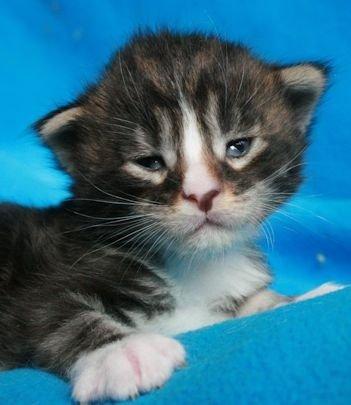 Maine Coon Dk. Boromir Secret Lover billede 20