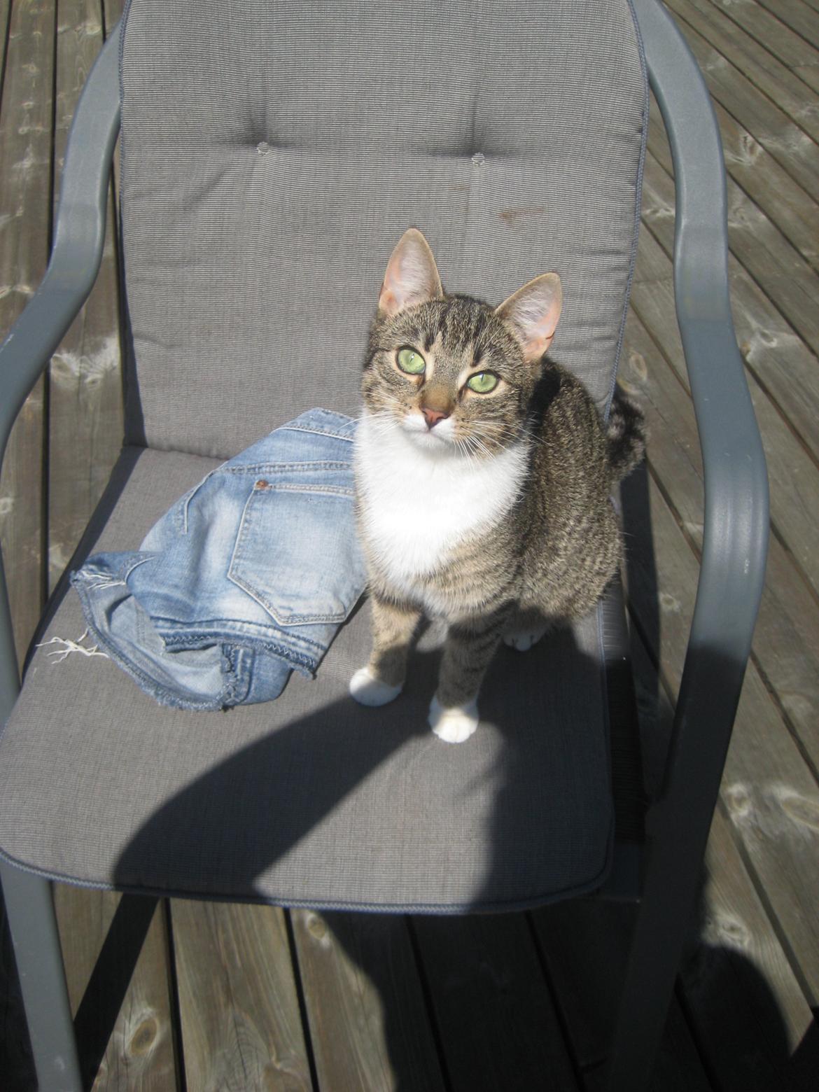 Huskat Mille billede 9